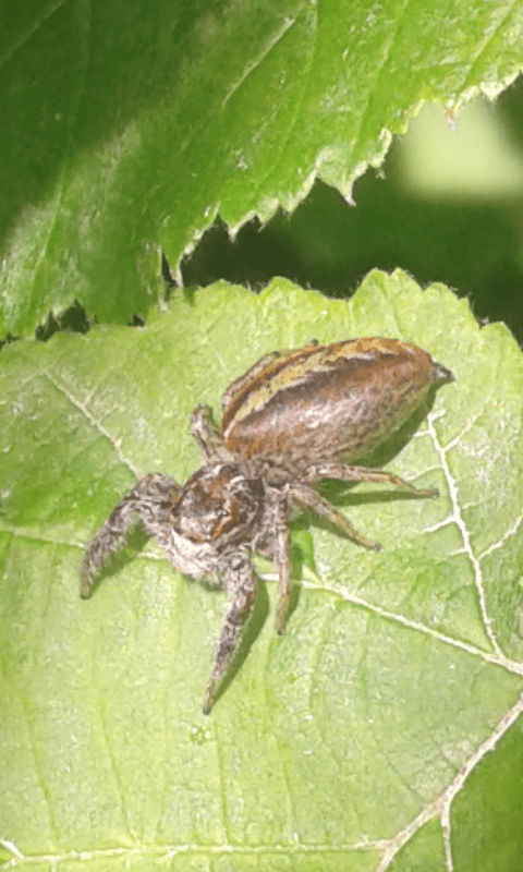 Marpissa pomatia (Salticidae)?